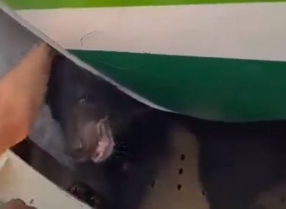 Bear escapes crate in cargo hold of Iraqi Airways plane | Secret Flying