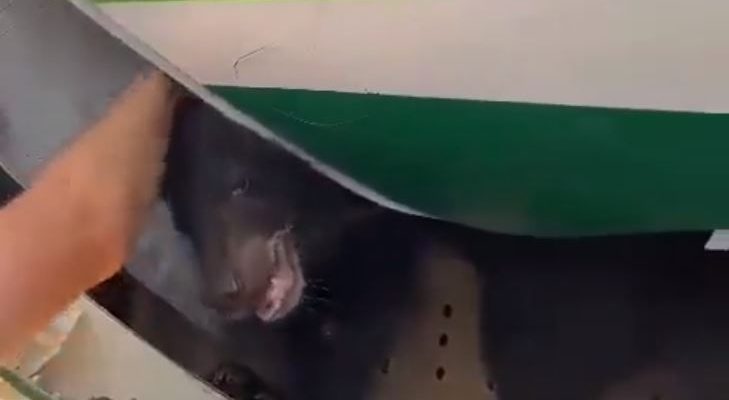 Bear escapes crate in cargo hold of Iraqi Airways plane | Secret Flying