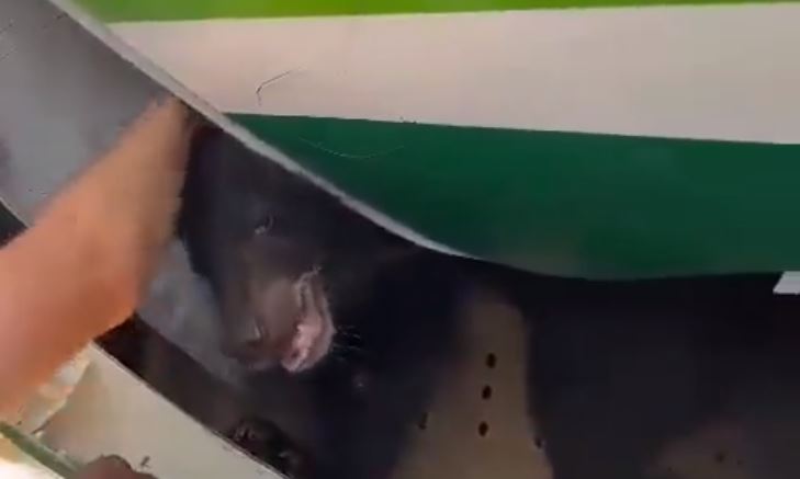 Bear escapes crate in cargo hold of Iraqi Airways plane