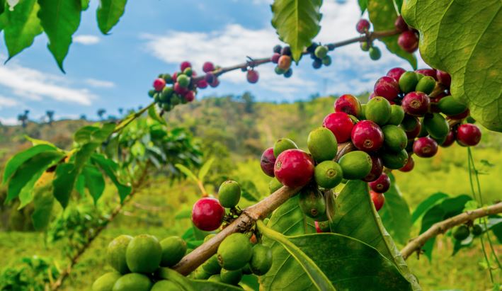 Miami to Cucuta, Colombia for only $218 roundtrip (Jan-May dates)