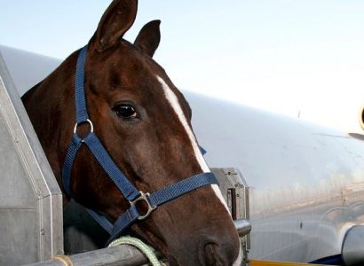 Plane forced to turn back after horse escapes crate | Secret Flying