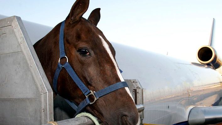 Plane forced to turn back after horse escapes crate | Secret Flying