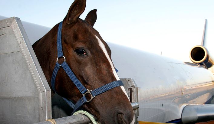 Plane forced to turn back after horse escapes crate