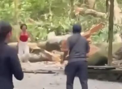 Falling tree kills two tourists at Bali’s Monkey Forest | Secret Flying