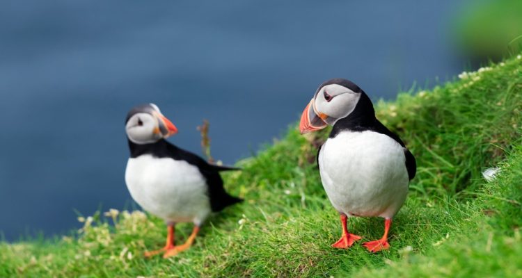 Flight deals from Boston to the Faroe Islands | Secret Flying Flight deals from Boston to the Faroe Islands | Secret Flying