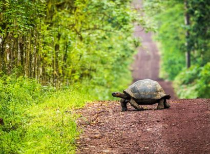 Flight deals from Seoul to Dallas, Ecuador & the Galapagos Islands in the same trip | Secret Flying