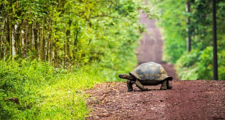 Flight deals from Seoul to Dallas, Ecuador & the Galapagos Islands in the same trip | Secret Flying