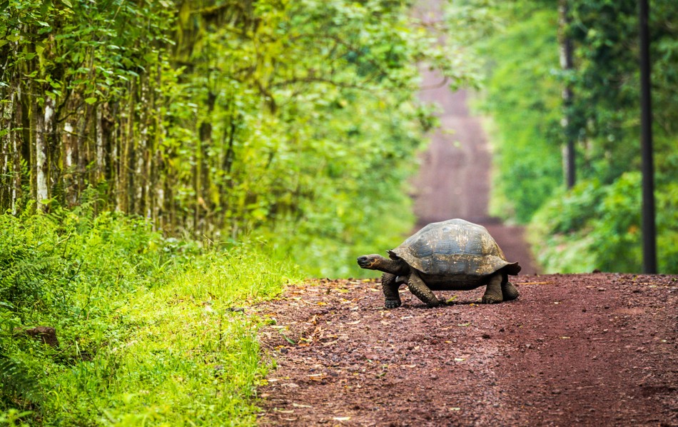 3 IN 1 TRIP: Seoul to Dallas, Ecuador & the Galapagos Islands for only $826 USD roundtrip