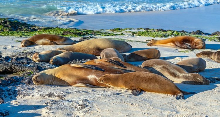 Flight deals from Miami to the Galapagos Islands | Secret Flying Flight deals from Miami to the Galapagos Islands | Secret Flying