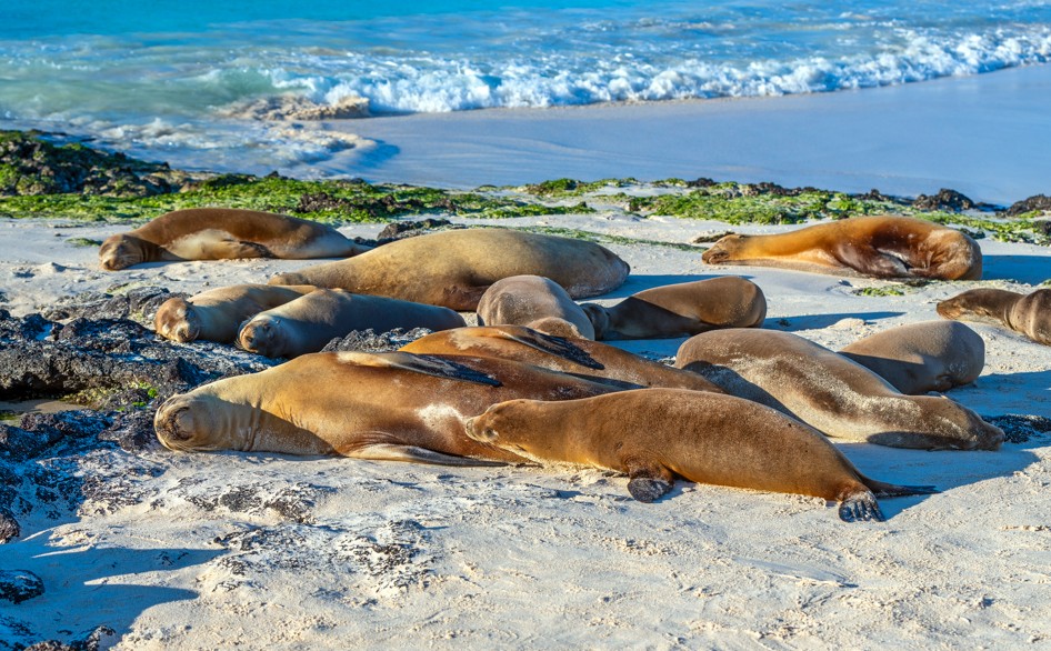 Miami to the Galapagos Islands for only $379 roundtrip